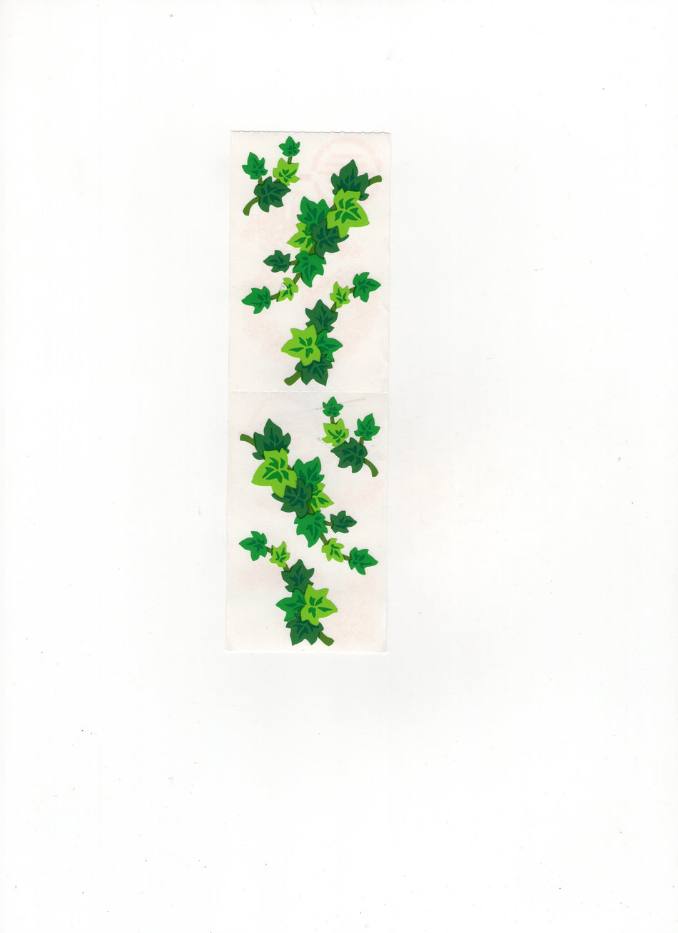 Ivy